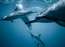 开云电子-王楚钦夺得WTT新加坡大满贯男单冠军